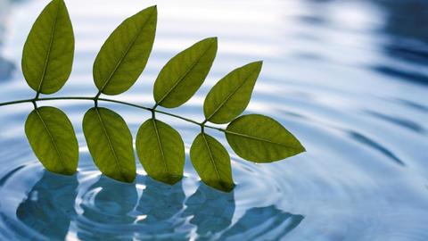 A small leafy tree branch grazing a serene pool of water