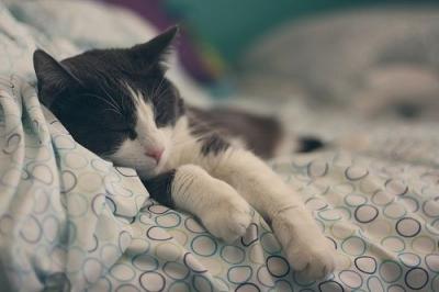 a cat asleep in a bed
