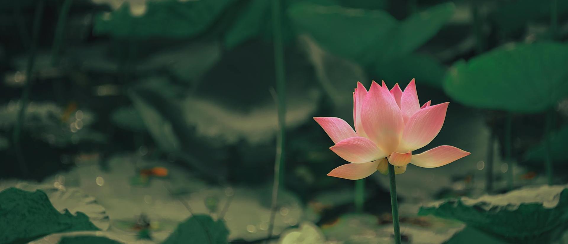a lotus flower in a pond